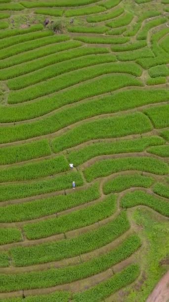 Terraced Rice Field Chiangmai Thaiföld Zöld Rizs Rizsföld Pong Pieng — Stock videók