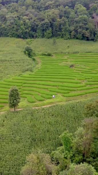 Terraced Rice Field Chiangmai Tailandia Terrazas Arroz Pong Piang — Vídeo de stock
