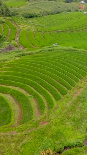 Террасные Рисовые Поля Чиангмае Таиланд Pong Piang Рисовые Террасы Зеленые — стоковое видео