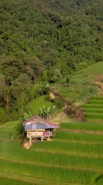 Chiangmai, Tayland 'daki Teraslı pirinç tarlasında güneş doğarken küçük bir çiftlik.