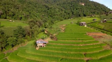 Chiangmai, Tayland 'da teras pirinç tarlası, Pa Pong Piang pirinç terasları gün batımında dağlarda.