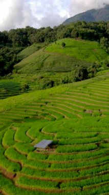 Chiangmai, Tayland 'daki teraslı pirinç tarlası, Pa Pong Piang pirinç tarlaları.