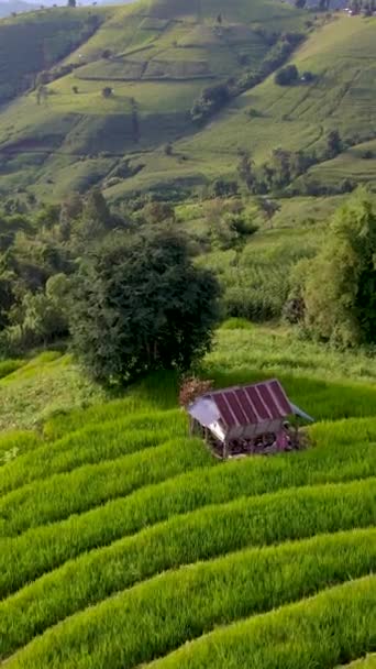 Терраса Рисовое Поле Чиангмае Таиланд Pong Piang Рисовые Террасы Беспилотник — стоковое видео