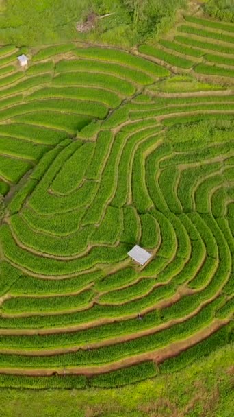 Terraced Rice Field Chiangmai Tailandia Terrazas Arroz Pong Piang Vista — Vídeo de stock