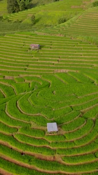 Вид Зверху Повітряний Дрон Рисовому Полі Тарракеда Чіангмай Таїланд Рисові — стокове відео