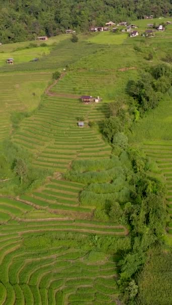 Reisterrassen Chiangmai Thailand Pong Piang Reisterrassen Grüne Reisfelder Pong Piang — Stockvideo