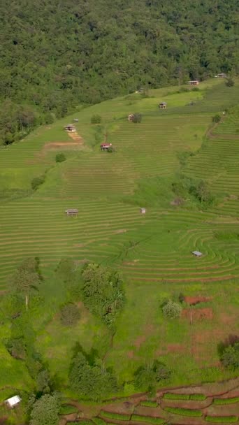 Terraced Rice Field Chiangmai Tailandia Terrazas Arroz Pong Piang Durante — Vídeo de stock