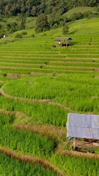 Террасные Рисовые Поля Чиангмае Таиланд Pong Piang Рисовые Террасы Время — стоковое видео