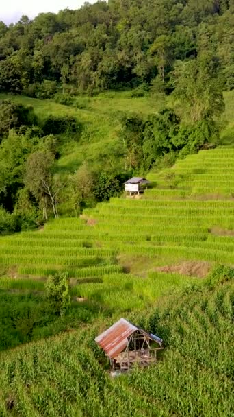 Terraced Rice Field Chiangmai Tailandia Pong Piang Arrozales Terrazas — Vídeo de stock