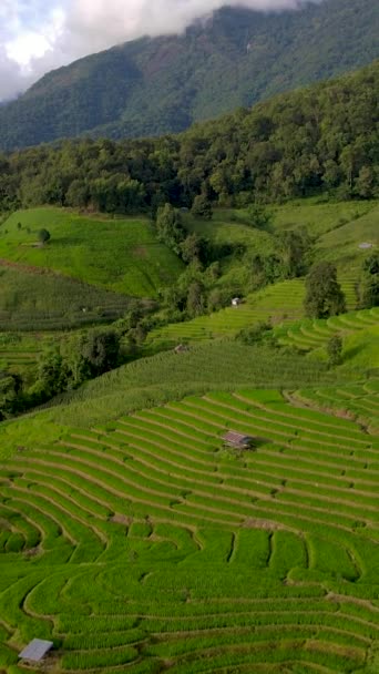 Terraced Rice Field Chiangmai Tailandia Terrazas Arroz Pong Piang Durante — Vídeo de stock