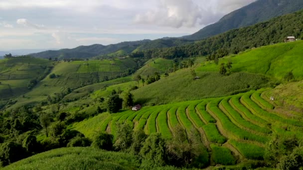 Terasovité Rýžové Pole Chiangmai Thajsko Pong Piang Rýžové Terasy Zelená — Stock video
