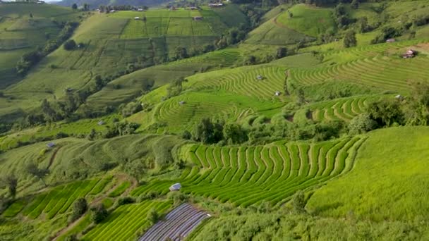 Terraced Rice Field Chiangmai Tailandia Terrazas Arroz Pong Piang Vista — Vídeo de stock
