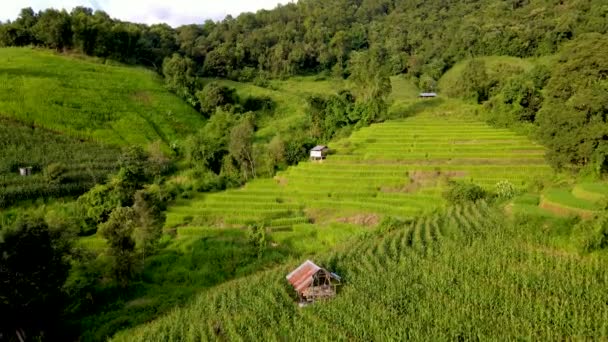 Terraced Rice Field Chiangmai Tailandia Pong Piang Terrazas Arroz Durante — Vídeo de stock