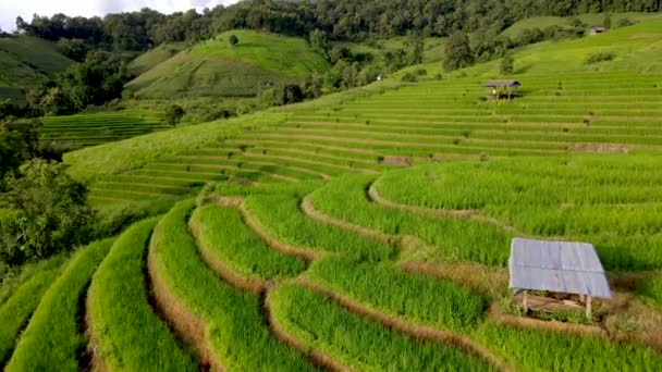 Террасные Рисовые Поля Чиангмае Таиланд Pong Piang Рисовые Террасы Небольшими — стоковое видео