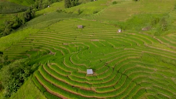 Terraced Rice Field Chiangmai Ταϊλάνδη Pong Piang Ταράτσες Ρυζιού Κατά — Αρχείο Βίντεο