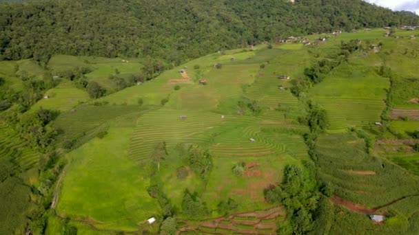 Terraced Rice Field Chiangmai Tailandia Terrazas Arroz Pong Piang Arrozales — Vídeo de stock