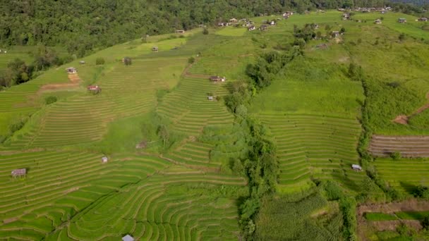 Terrasserade Risfält Chiangmai Thailand Pong Piang Ris Terrasser Den Gröna — Stockvideo
