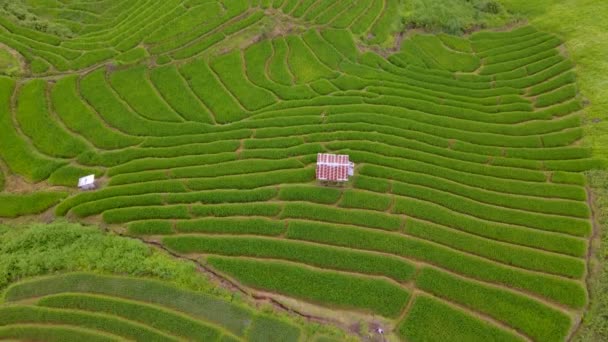 Terraced Rice Field Chiangmai Tailandia Pequeña Choza Granja Las Montañas — Vídeo de stock