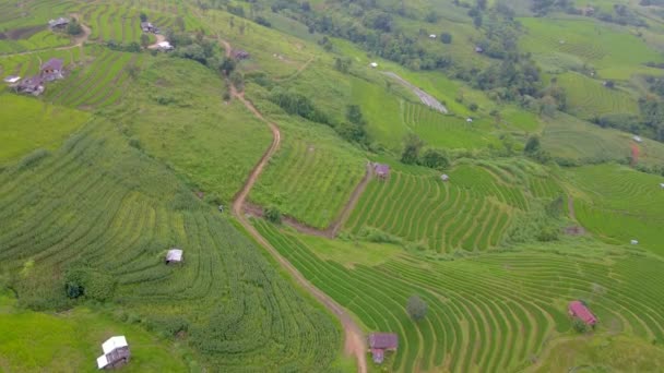 Terraced Rice Field Chiangmai Tailandia Pong Piang Arrozales Terrazas — Vídeo de stock