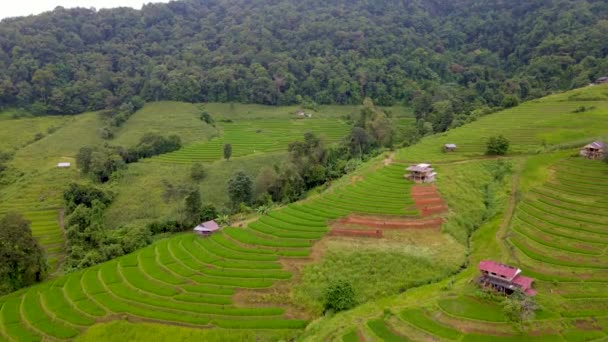 Rijstveld Chiangmai Thailand Pong Piang Rijst Terrassen Drone Antenne Uitzicht — Stockvideo