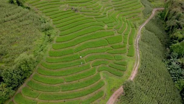 Reisterrassen Chiangmai Thailand Pong Piang Reisterrassen Während Der Grünen Jahreszeit — Stockvideo