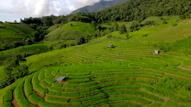 Terrazzo Rice Field Chiangmai Thailandia Pong Piang Terrazze Riso Con — Video Stock