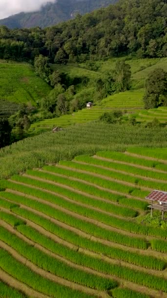 Chiangmai Tayland Daki Teraslı Pirinç Tarlası Pong Piang Pirinç Terasları — Stok video