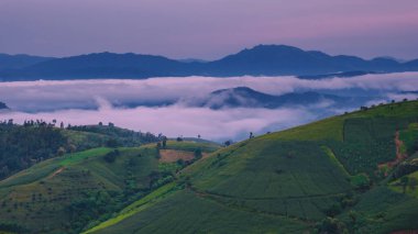 Chiangmai, Tayland, Pa Pong Piang pirinç terasları, yağmur mevsiminde yağmur mevsiminde sisli bulutlarla kaplı yeşil çeltik tarlaları.