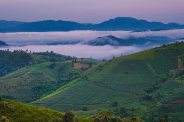 Chiangmai, Tayland 'daki Terrace Rice Field, Pa Pong Piang pirinç terasları, yağmur mevsiminde yağmur mevsiminde sisli ve sisli bulutlu yeşil çeltik tarlaları.