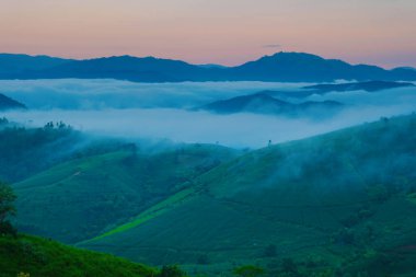 Chiangmai, Tayland, Pa Pong Piang pirinç terasları, yağmur mevsiminde yağmur mevsiminde sisli bulutlarla kaplı yeşil çeltik tarlaları.