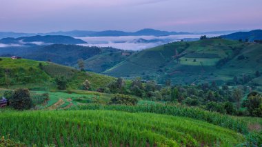 Chiangmai, Tayland 'daki Terrace Rice Field, Pa Pong Piang pirinç terasları, yağmur mevsiminde yağmur mevsiminde sisli ve sisli bulutlu yeşil çeltik tarlaları.