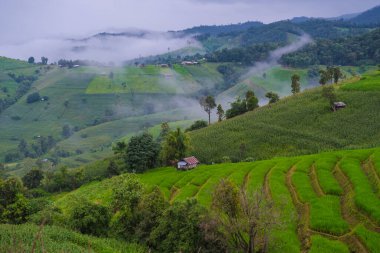 Chiangmai, Tayland 'daki teraslı pirinç tarlası, Pa Pong Piang pirinç terasları, yağmur mevsiminde yeşil çeltik tarlaları ve alçak sis bulutları.