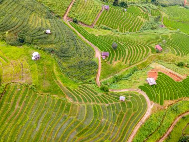 Chiangmai, Tayland 'daki Terrace Rice Field, Pa Pong Piang pirinç terasları, yağmur mevsiminde yeşil pirinç çeltik tarlaları, yeşil pirinç tarlalarına bakan insansız hava aracı.