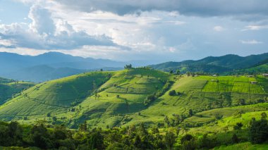 Chiangmai, Tayland 'daki Yeşil Teraslı Pirinç Tarlası, Pa Pong Piang pirinç terasları, yağmur mevsiminde yeşil çeltik tarlaları