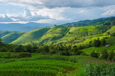 Chiangmai, Tayland 'daki Yeşil Teraslı Pirinç Tarlası, Pa Pong Piang pirinç terasları, yağmur mevsiminde yeşil çeltik tarlaları