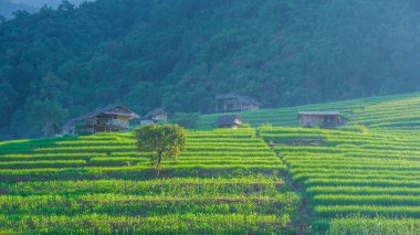 Chiangmai, Tayland 'daki Terrace Rice Field, Pa Pong Piang pirinç terasları, yağmur mevsiminde yeşil çeltik tarlaları. Tayland 'ın dağlarında küçük çiftlikler