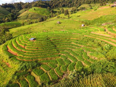 Chiangmai, Tayland 'daki Terrace Rice Field, Pa Pong Piang pirinç terasları, yağmur mevsiminde yeşil çeltik tarlaları yeşil dağlarda günbatımında