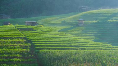 Chiangmai, Tayland 'daki Terrace Rice Field, Pa Pong Piang pirinç terasları, yağmur mevsiminde yeşil çeltik tarlaları ve dağlarda sis.