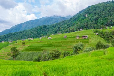Chiangmai, Tayland 'daki Terrace Rice Field, Pa Pong Piang pirinç terasları, dağlardaki yağmur mevsiminde yeşil pirinç çeltik tarlaları.