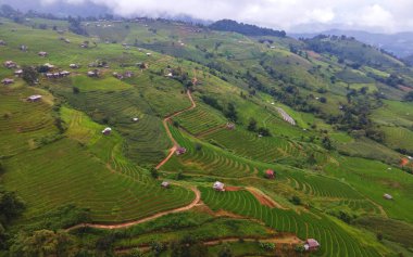 Chiangmai, Tayland 'daki Terrace Rice Field, Pa Pong Piang pirinç terasları, yağmur mevsiminde yeşil çeltik tarlaları ve dağlarda sis.