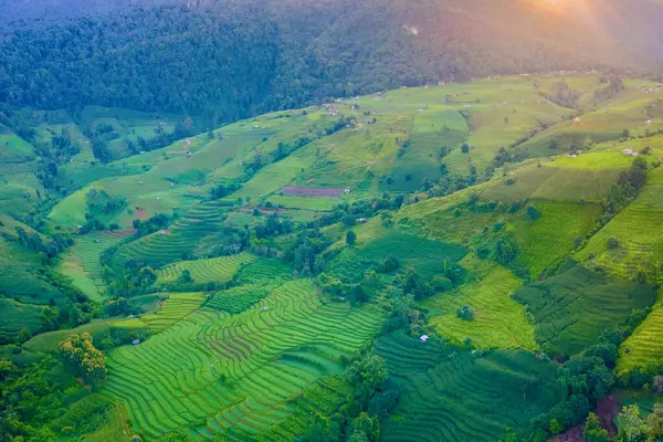 Terasovité Rýžové Pole Chiangmai Thajsko Pong Piang Rýžové Terasy Zelená — Stock fotografie