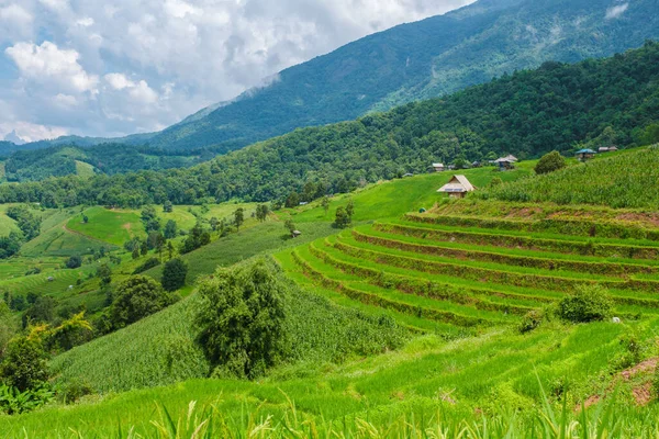 泰国清迈的梯田稻田 泰国雨季绿季期间的稻田绿屏稻田 — 图库照片
