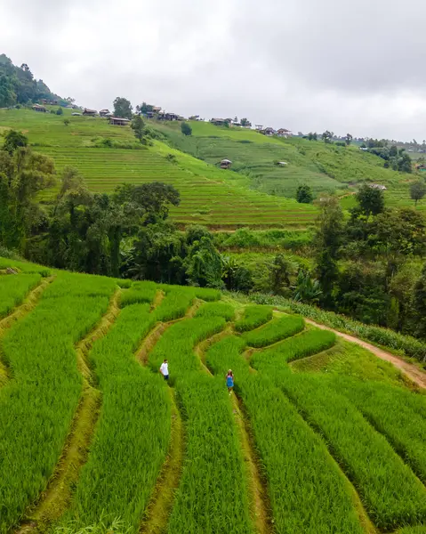 Rijstveld Chiangmai Thailand Pong Piang Rijstterrassen Groene Rijstvelden Tijdens Het — Stockfoto