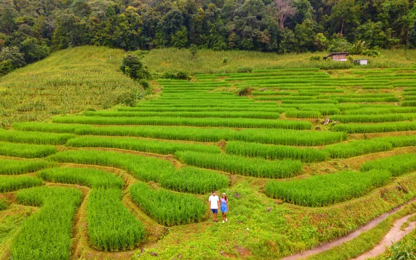 位于泰国清迈的梯田稻田 帕邦坪稻田 雨季绿稻田 一对夫妇男女参观了绿色稻田 — 图库照片