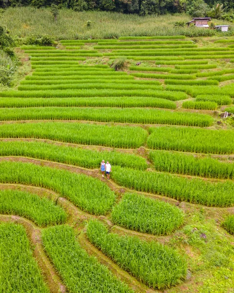 位于泰国清迈的梯田稻田 帕邦坪稻田 雨季绿稻田 一对男女在度假期间参观了绿色稻田 — 图库照片