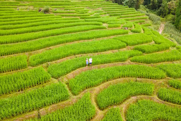 位于泰国清迈的梯田稻田 帕邦坪稻田 绿稻田在雨季 一对夫妇和一个女人参观了绿色稻田 — 图库照片