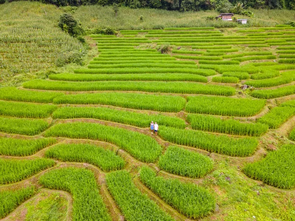 位于泰国清迈的梯田稻田 帕邦坪稻田 雨季绿稻田 一对男女在度假期间参观了绿色稻田 — 图库照片