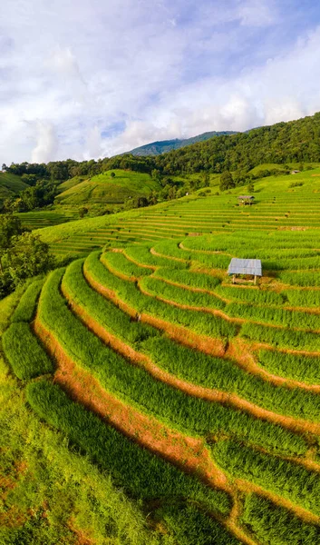 Pong Piang Rice Terraces Green Rice Paddy Fields Rain Season — Stock Photo, Image