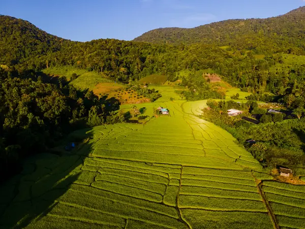 泰国清迈梯田 帕邦坪稻田 雨季绿稻田景观 — 图库照片