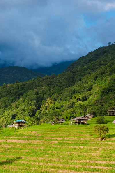 Beautiful Terraced Rice Field in Chiangmai, Thailand, Pa Pong Piang rice terraces, green rice paddy fields during rain season